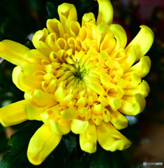  花瓶に一輪の菊
