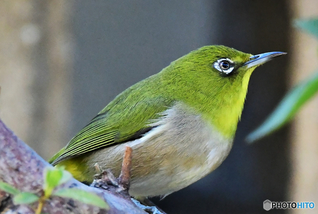 野山の鳥 23-053 メジ君