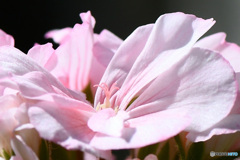 庭に咲いたゼラニュームの花 22-200