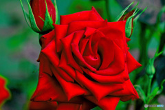 花壇に咲いた薔薇  777