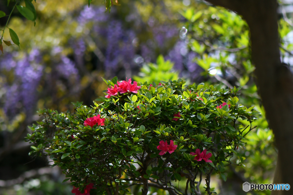 庭に藤の花とツツジの花が咲いた   21-258