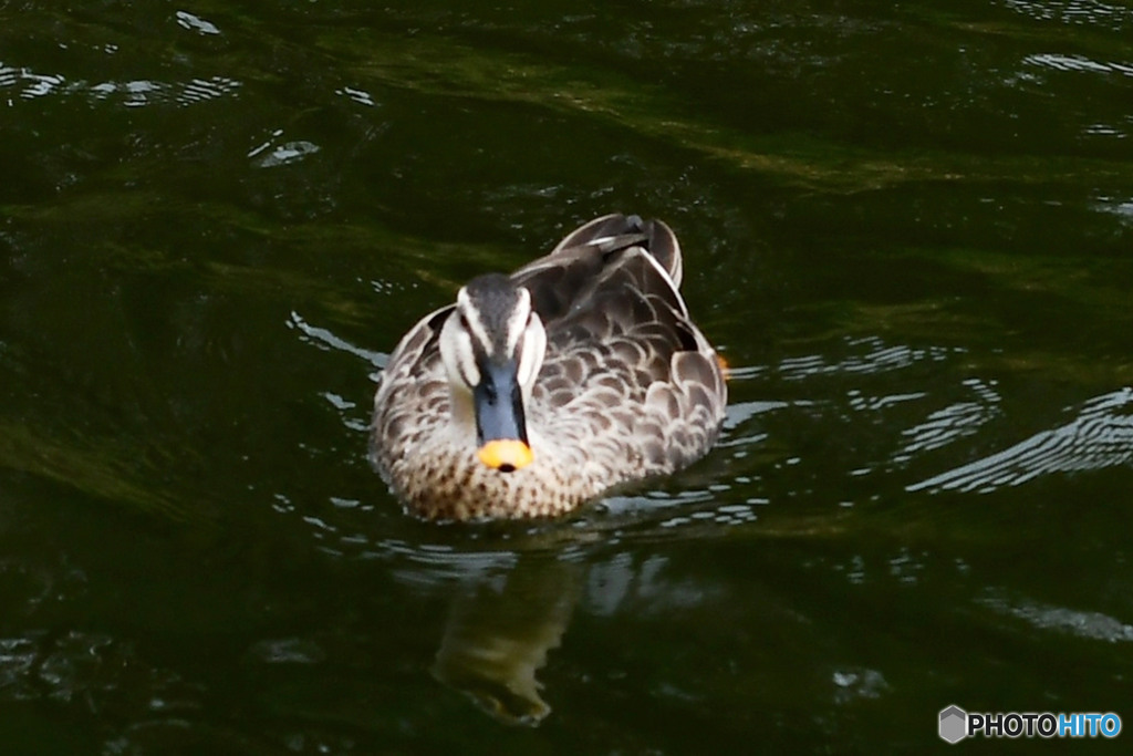 水辺の鳥
