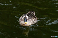 水辺の鳥