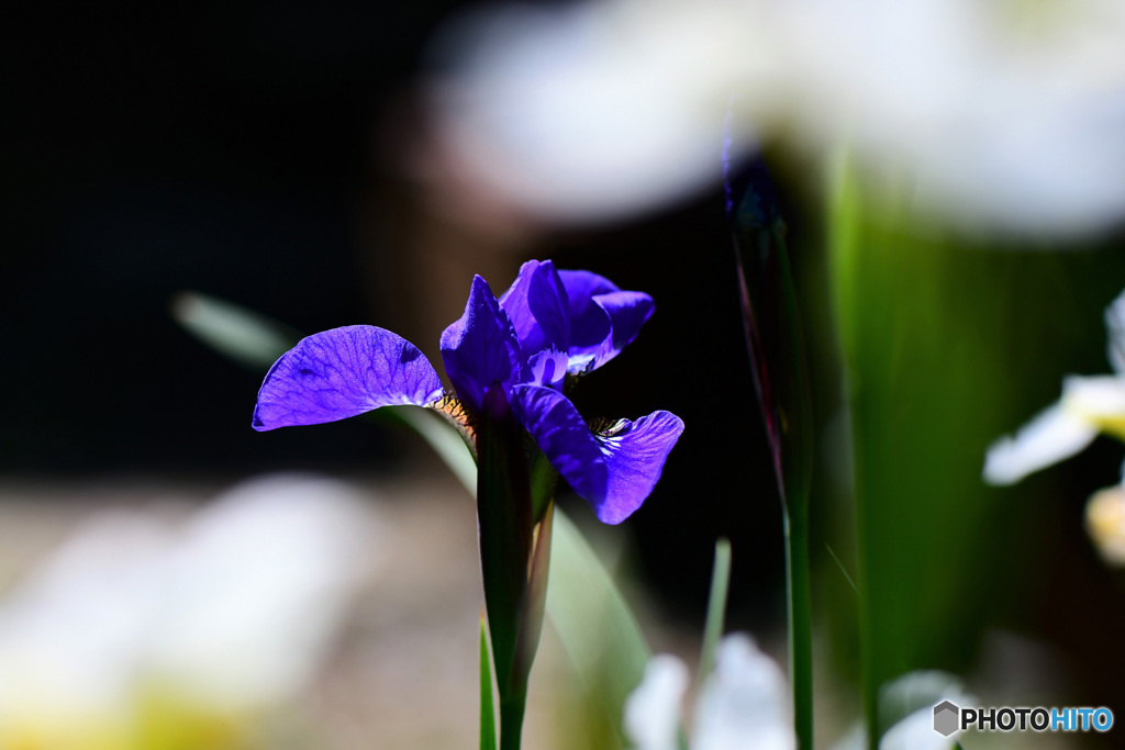 庭に咲いた紫コアヤメの花  21-303