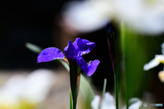 庭に咲いた紫コアヤメの花  21-303