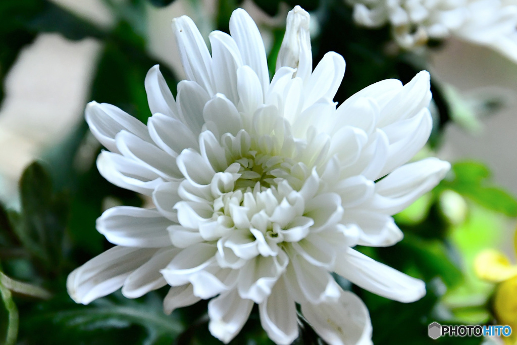 窓辺でフォト     21-561