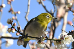野山の鳥  メジ君  21-171