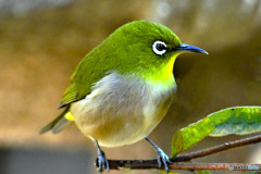 野山の鳥   メジロ  