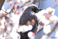 2月の頃 白梅とヒヨさん