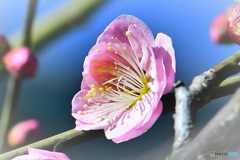 庭に咲いた淡紅梅の花 22-070