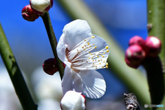 青空と白梅の花 22-051