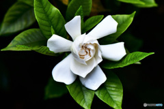 庭に咲いた八重のクチナシの花 22-330