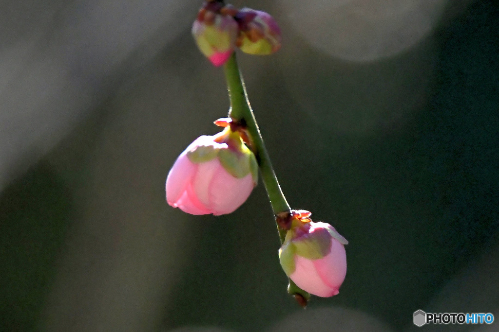 枝垂れ淡い紅梅の蕾が咲き始めました