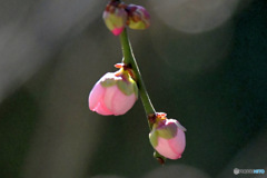 枝垂れ淡い紅梅の蕾が咲き始めました