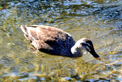 水辺の鳥 カモさん 