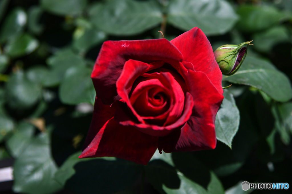 庭に咲いた花 23-304