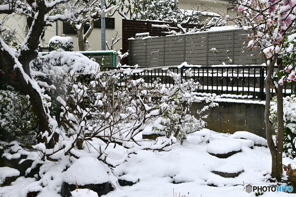 我が家の庭にも雪が降り積もる  