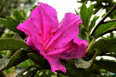 2021年10月26日に咲いたツツジの花  21-631
