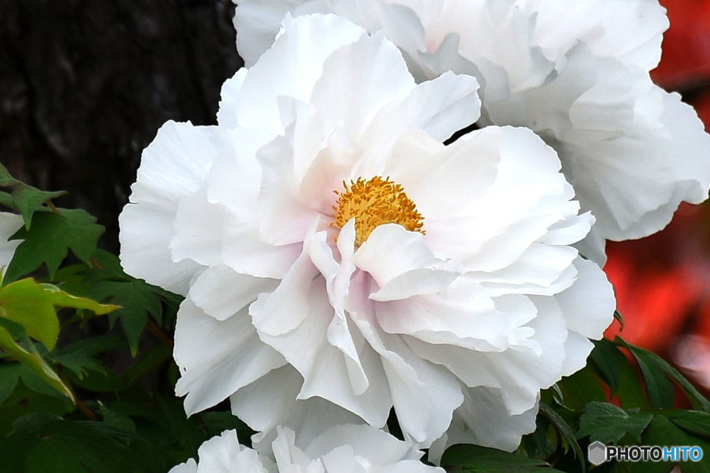 公園に咲いていたボタンの花
