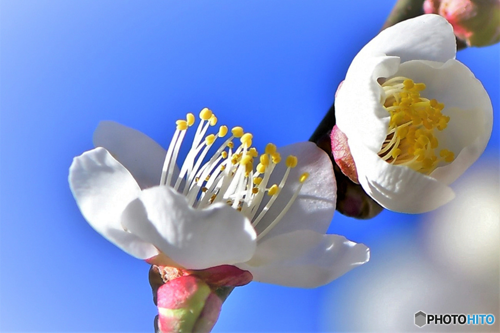 青空と白梅の花 22-039