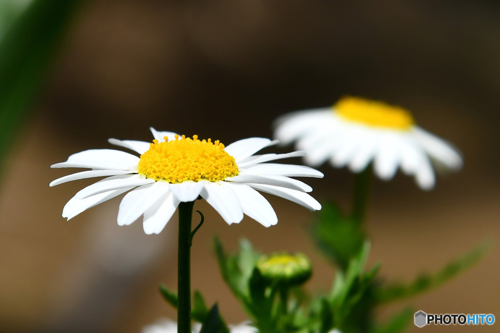春  庭に咲いた花