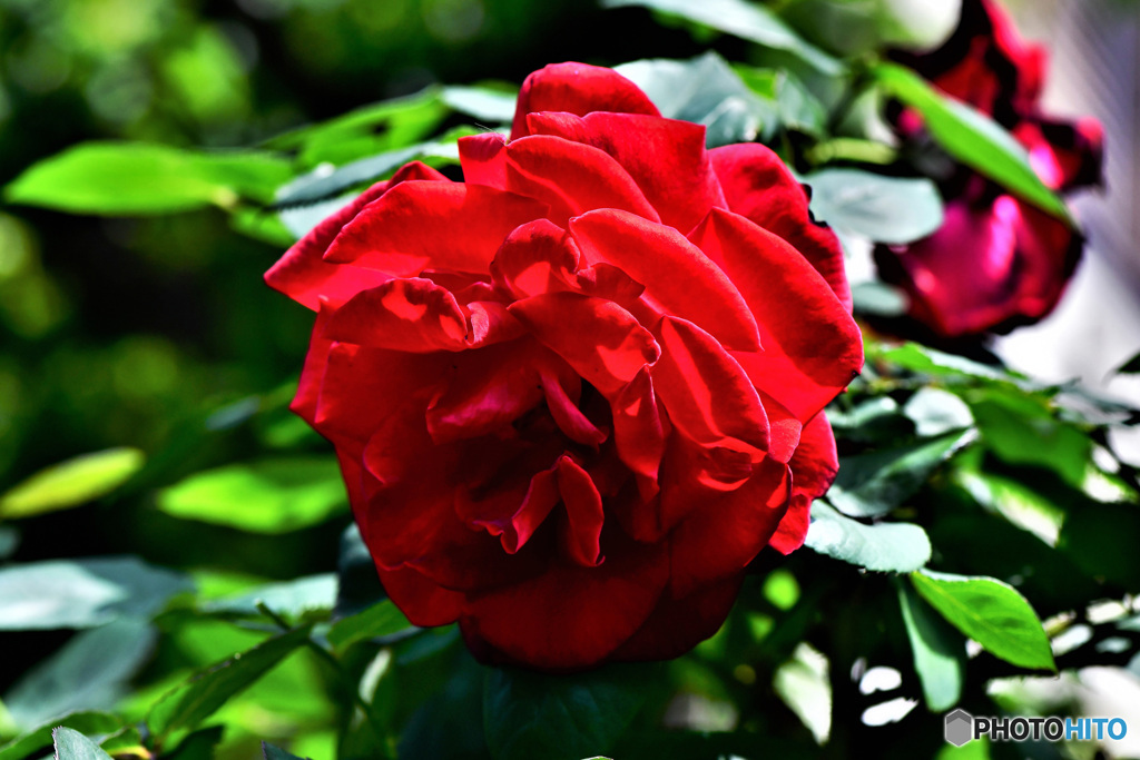庭に咲いたバラの花 22-272
