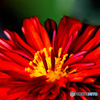 庭に咲いた赤い菊の花