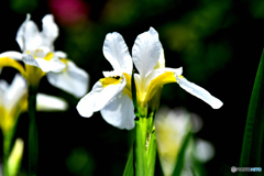 庭に咲いた春の花 