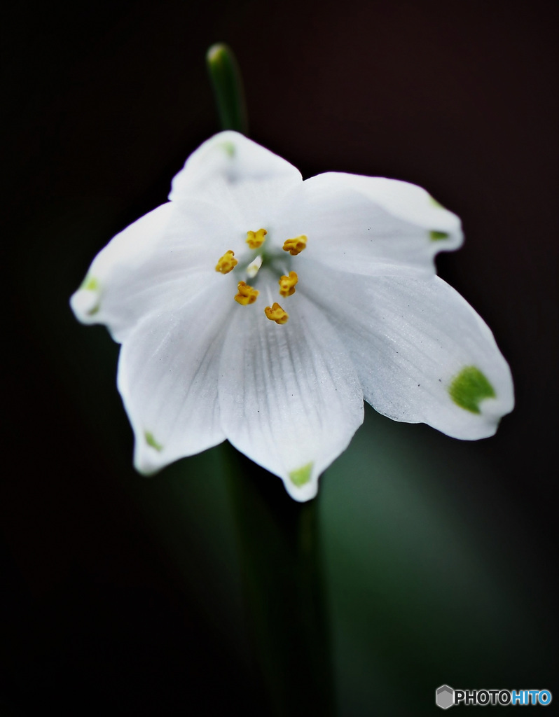 庭に咲いたスノーフレークの花 22-148