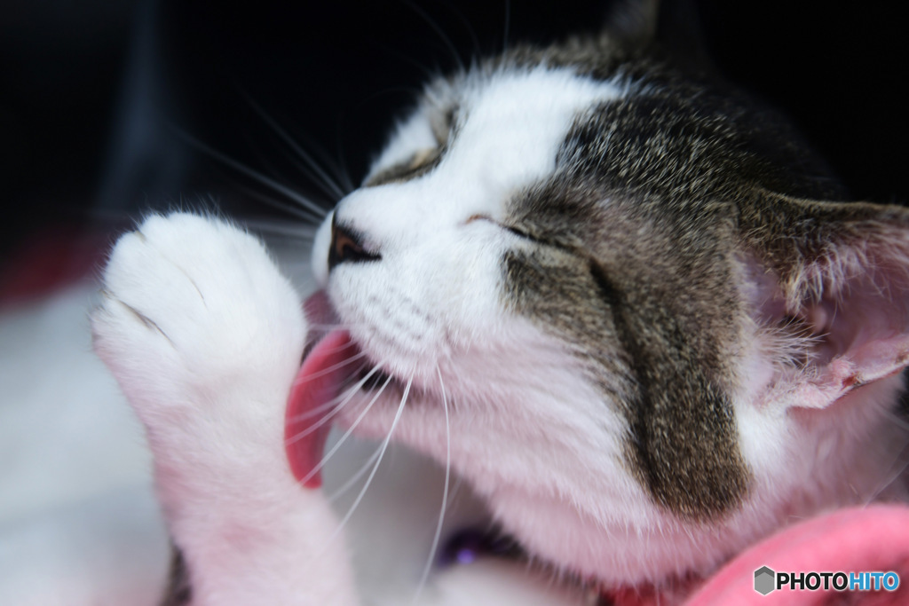 お猫様が毛繕いをしております