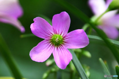 春 庭に咲いた花  
