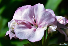 庭に咲いた花  21-596