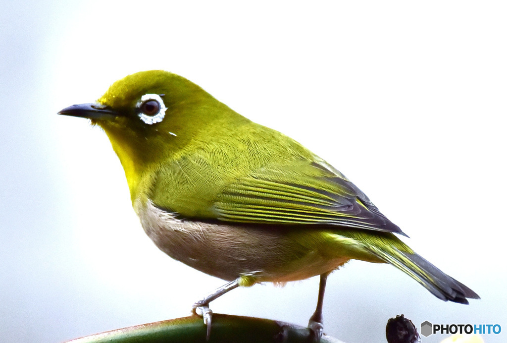 野山の鳥  メジ君