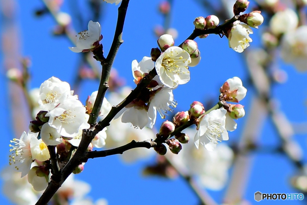 今年もたくさん咲いてくれた白梅の花  