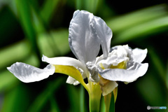 庭に咲いた白アヤメの花 22-274 