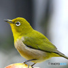 野山の鳥  メジ君  