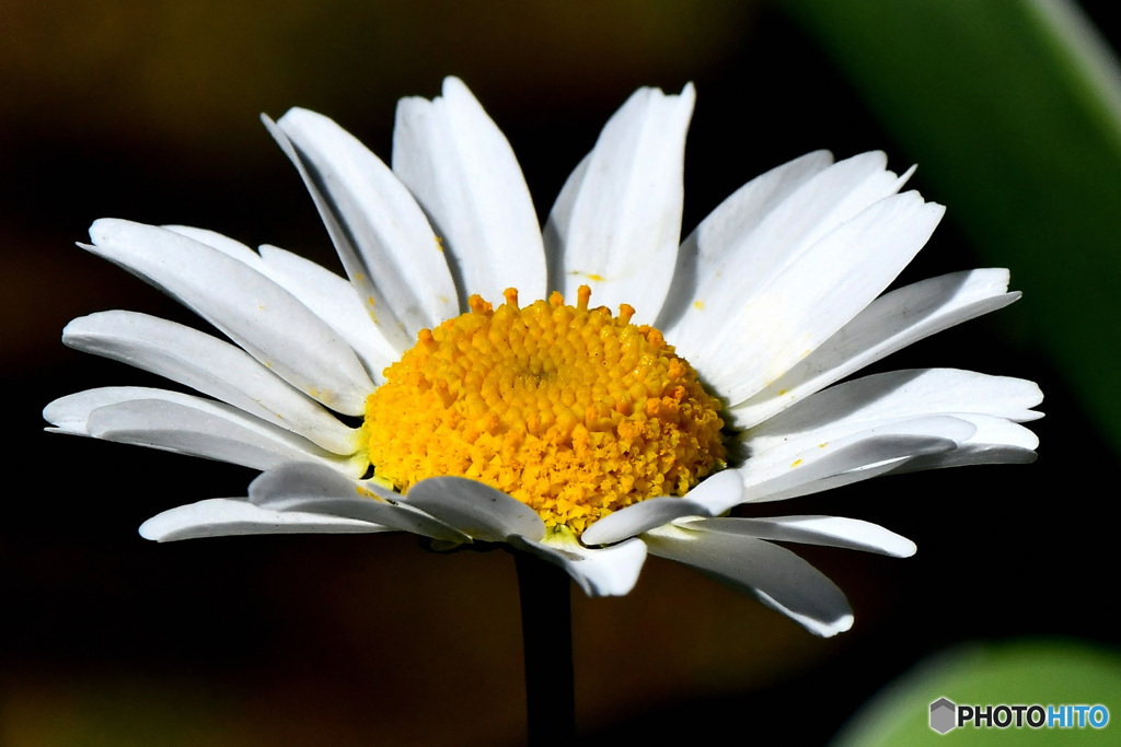 庭に咲いた花 22-314