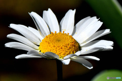 庭に咲いた花 22-314