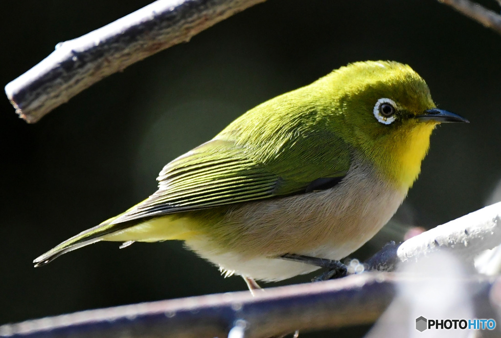 野山の鳥 23-034  メジ君  