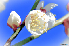白梅と青空   
