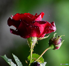 雨に濡れる赤い薔薇 22-297