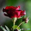 雨に濡れる赤い薔薇 22-297