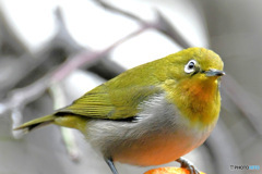 野山の鳥  メジロ  