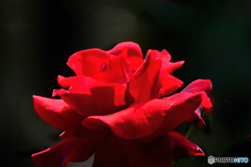 春に咲いた赤い薔薇の花 