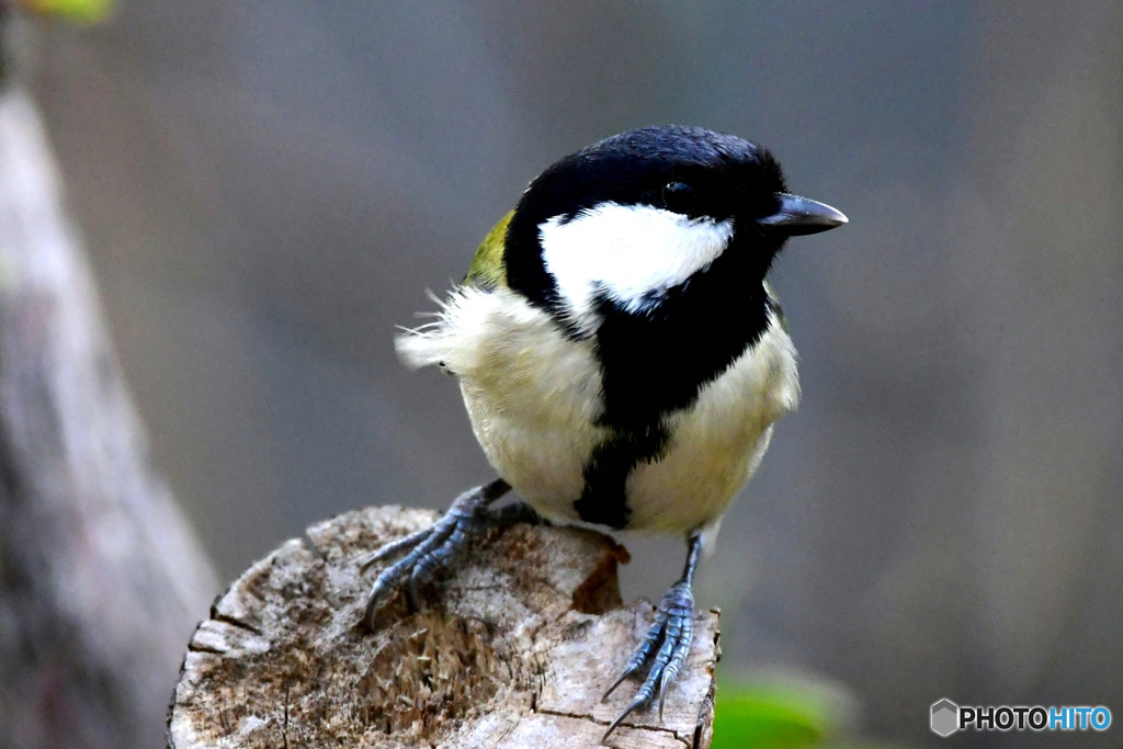 野山の鳥 四十雀さん