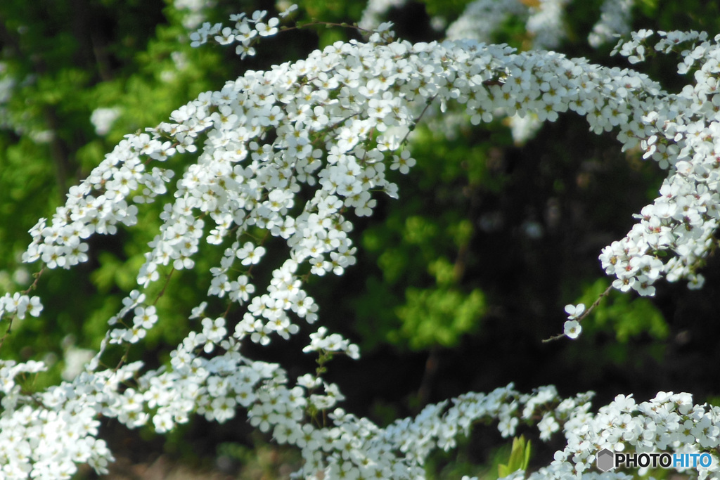 近くの公園に咲いていた雪柳の花 22-210 