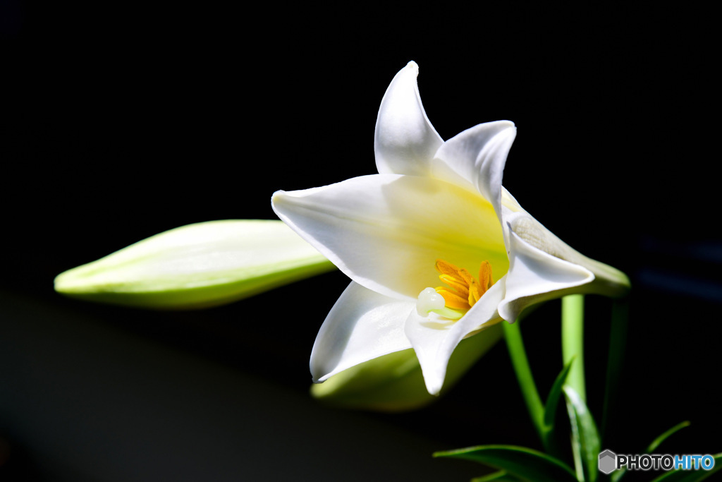 庭に咲いたユリの花 