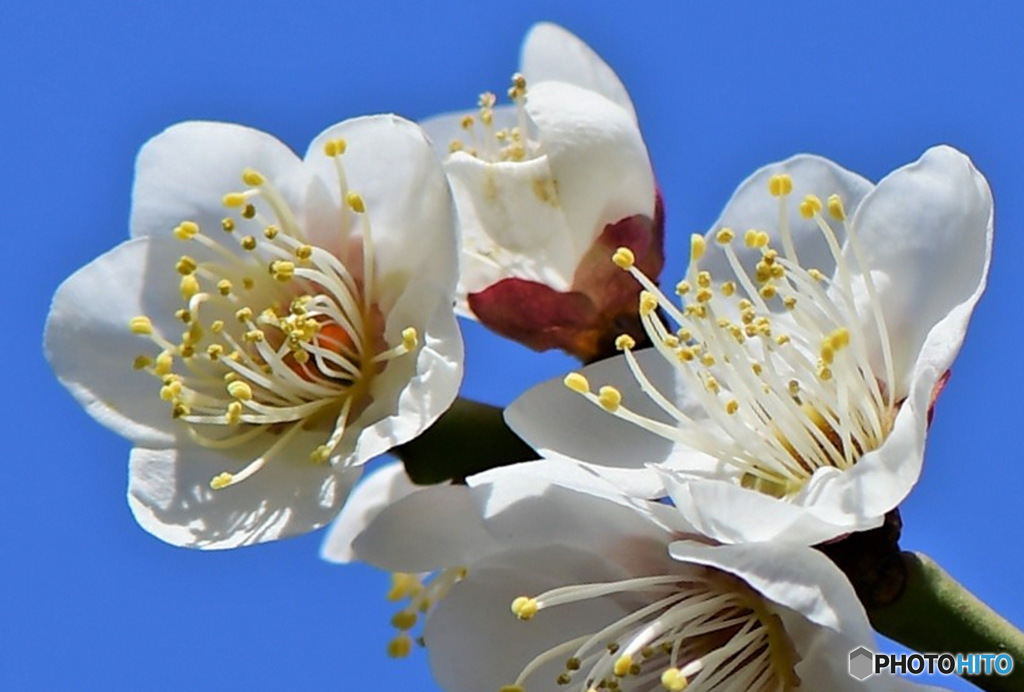 庭に咲いた梅の花 23-047 