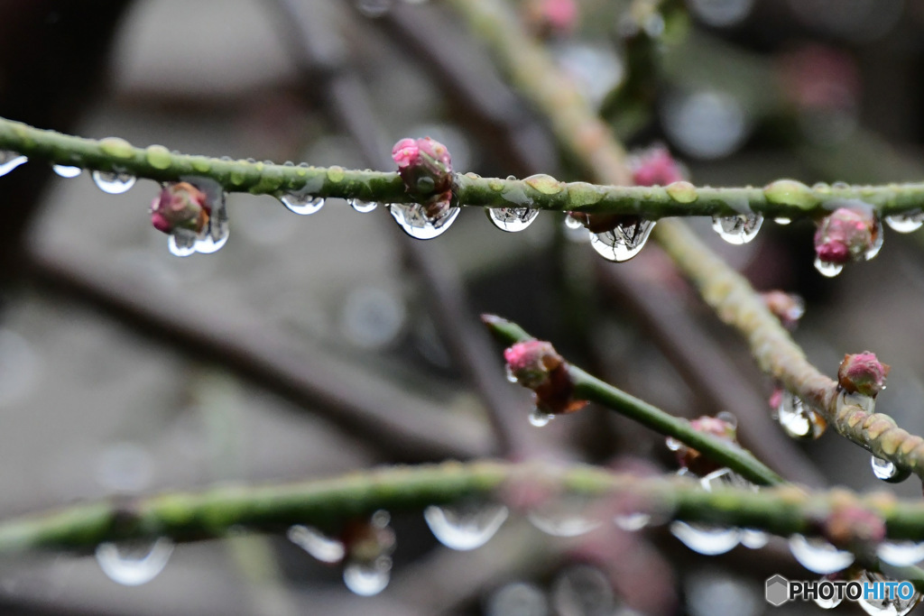 雨に濡れる蕾になっていない梅の花