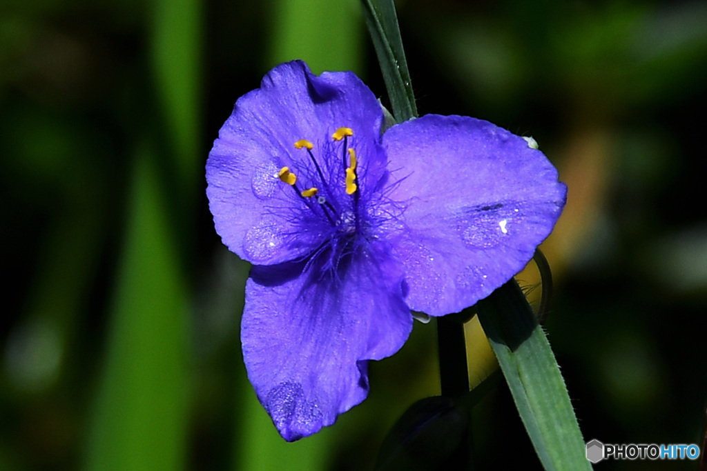 道端に咲いていたムラサキツユクサ